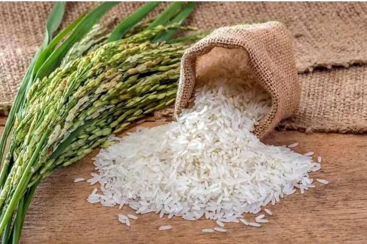 برنج طارم هاشمی کشت جدید امسال|خوردنی و آشامیدنی|تهران, جنت‌آباد مرکزی|دیوار