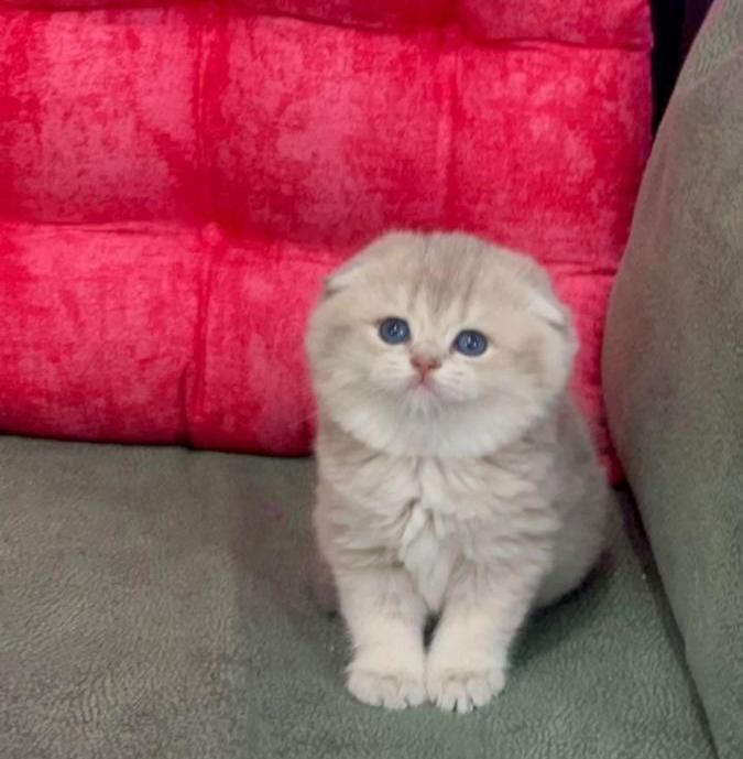 شهر گربه ی اشرافی شیراز|گربه|شیراز, ابیوردی|دیوار