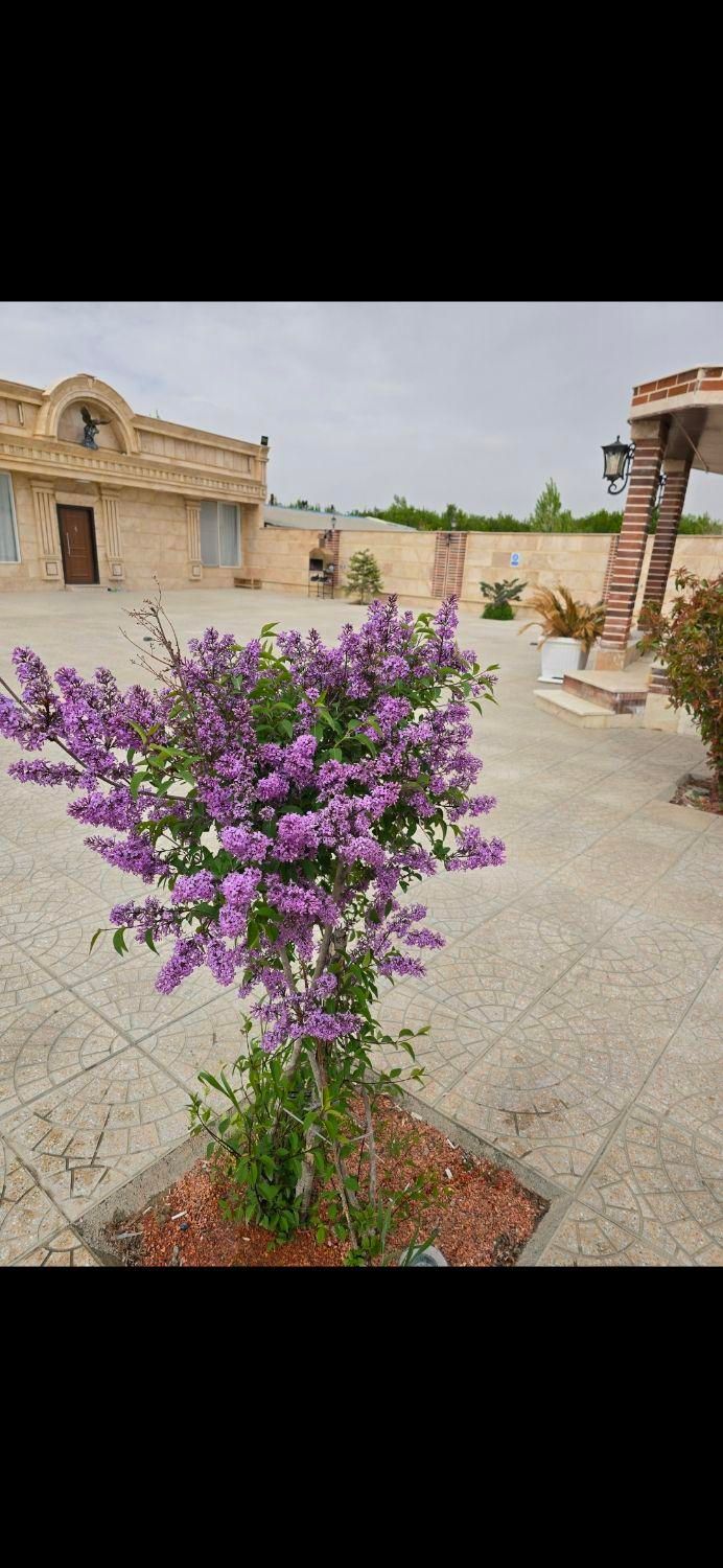 فروش ویلا باغ لوکس با همه امکانات برنج آباد|فروش دفتر صنعتی، کشاورزی، تجاری|ارومیه, |دیوار