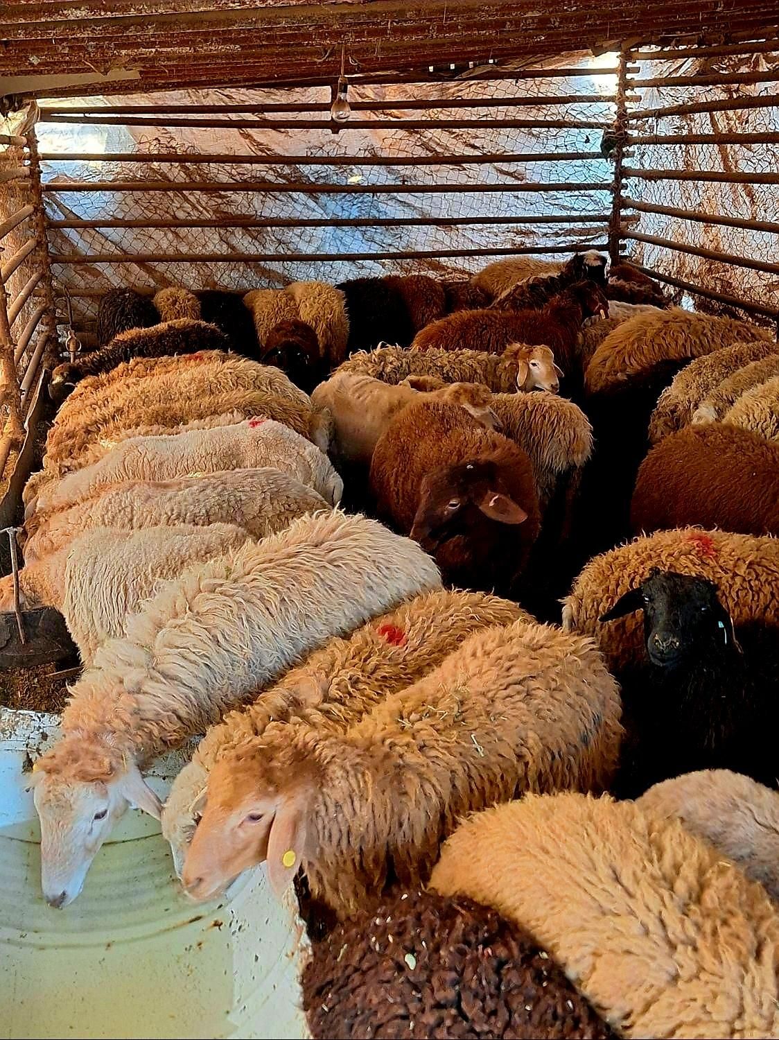 50٪تخفیف فقط تاآخرهفته/گوسفند ضمانتی*زنده/خونی|حیوانات مزرعه|مشهد, عبادی|دیوار