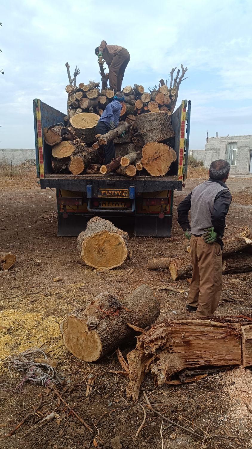 خرید چوب|خدمات باغبانی و درختکاری|پارس‌آباد, |دیوار