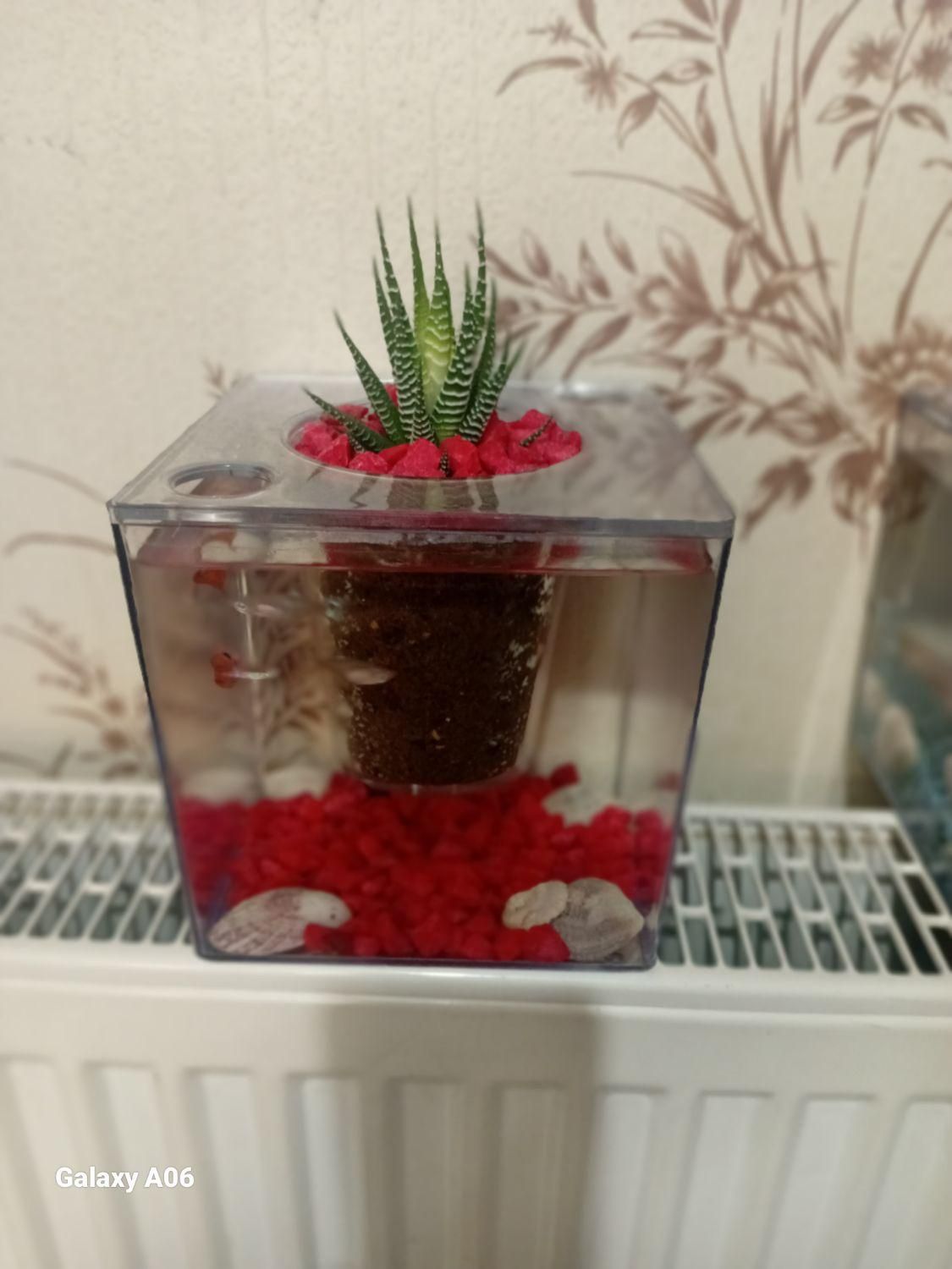 آکواریوم خانگی ( هدیه و کادو )|ماهی|رشت, کوی مهر|دیوار