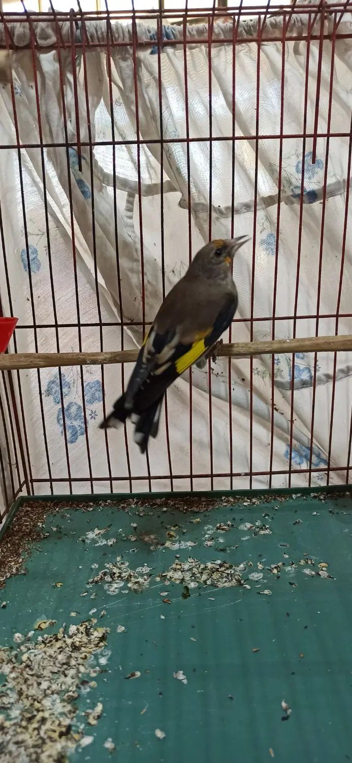سهره ماده|پرنده|کرج, کمال‌شهر|دیوار
