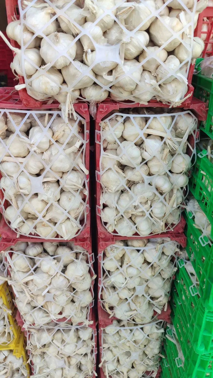 فروش سیر همدان بصورت کلی و جزئی|خوردنی و آشامیدنی|تهران, میدان میوه و تره‌بار مرکزی|دیوار