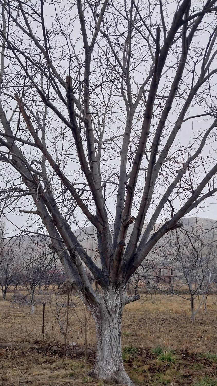 خرید درخت|خدمات باغبانی و درختکاری|ماکو, |دیوار