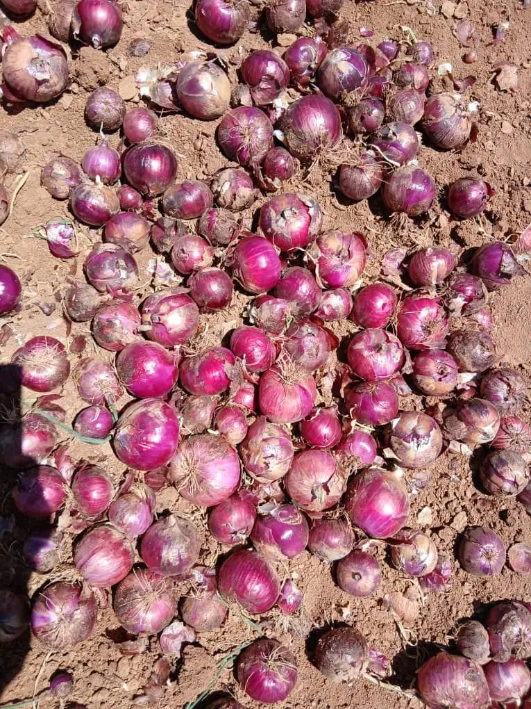 پخش فرهنگی جات به سوپرمارکت ها و ...|خوردنی و آشامیدنی|تهران, بریانک|دیوار