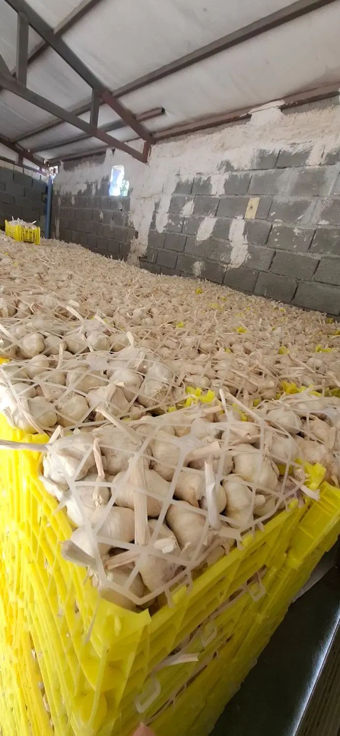 سیر درجه یک همدان|خوردنی و آشامیدنی|مشهد, باغستان|دیوار