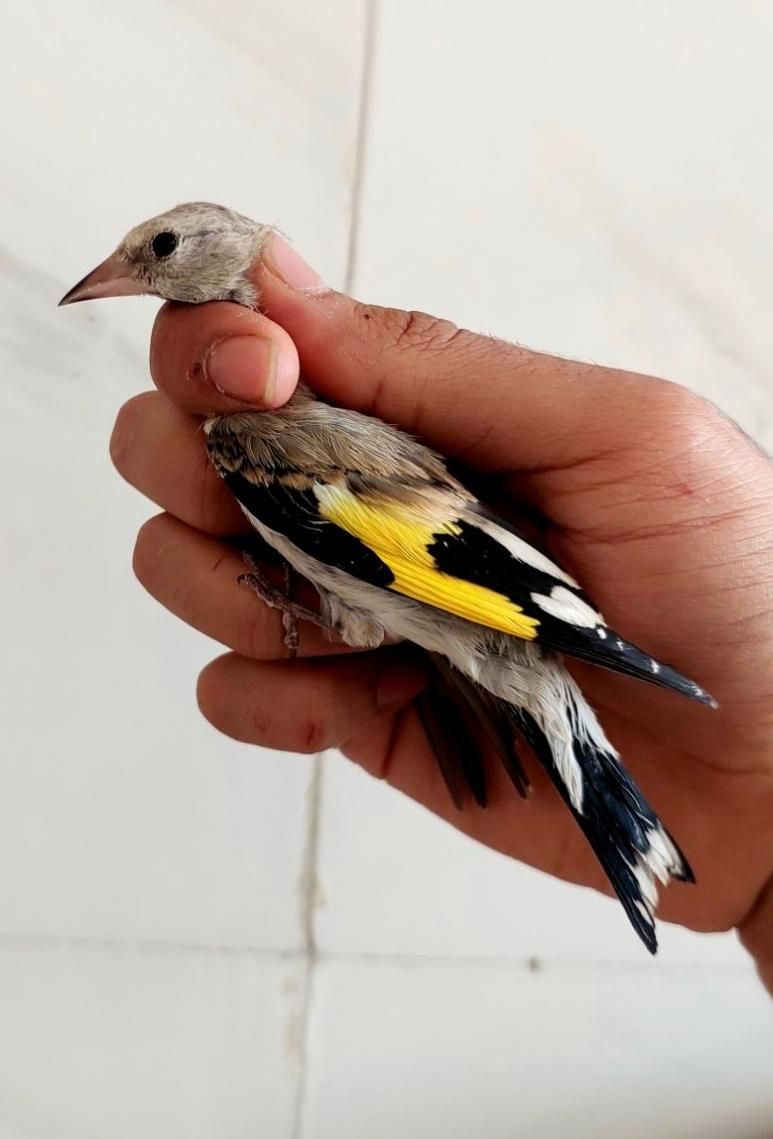 کبوتر نر جوجه سهرره قناری عروس هلندی|پرنده|اصفهان, جاوان|دیوار