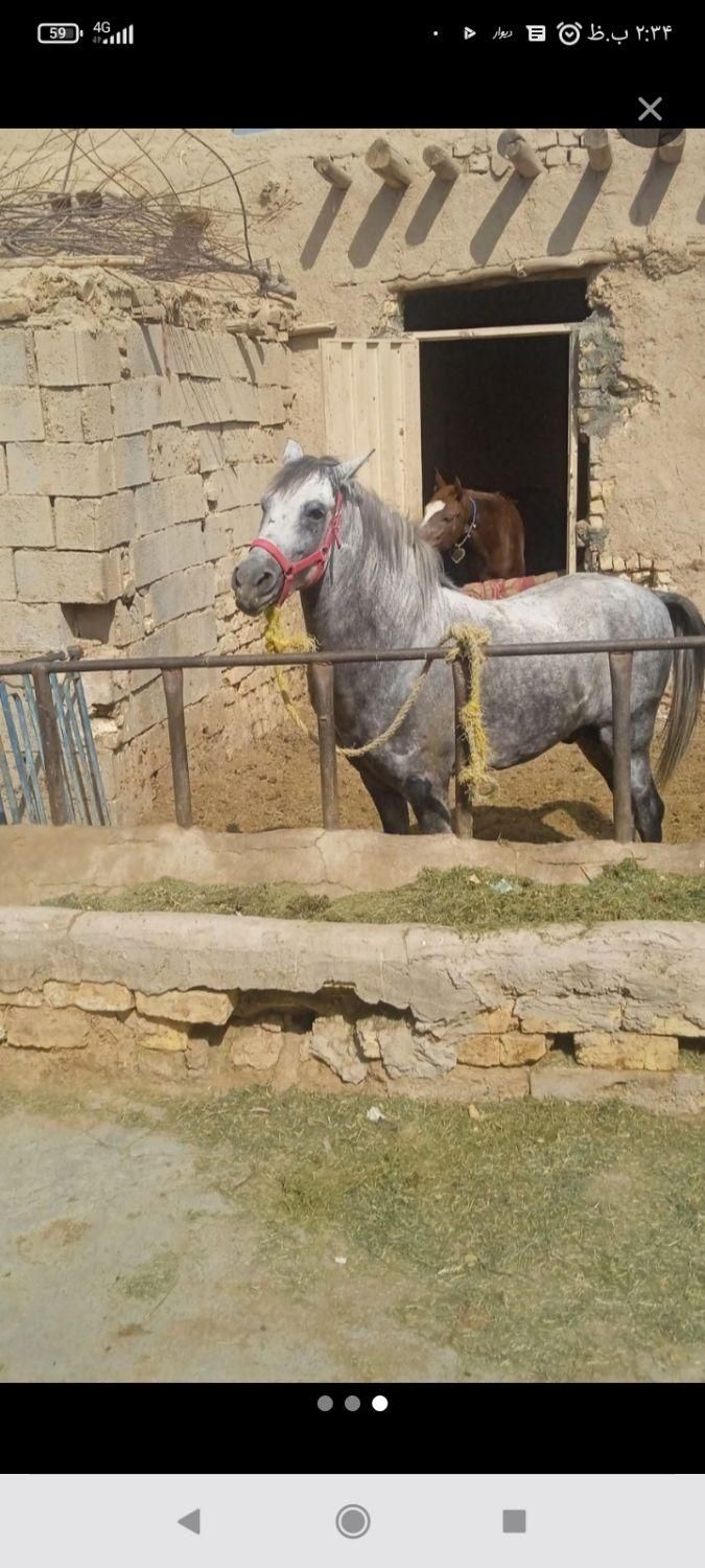 خرید اسب پالونی بارکش خریدار|اسب و تجهیزات اسب‌سواری|اصفهان, سرشبادران|دیوار