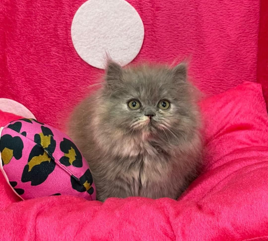 ملوسک های خوشگل|گربه|همدان, |دیوار