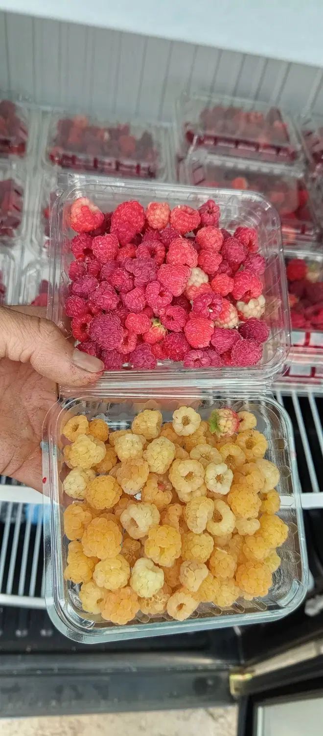 فروش میوه بلوبری و رزبری|خوردنی و آشامیدنی|تهران, ورزشگاه آزادی|دیوار