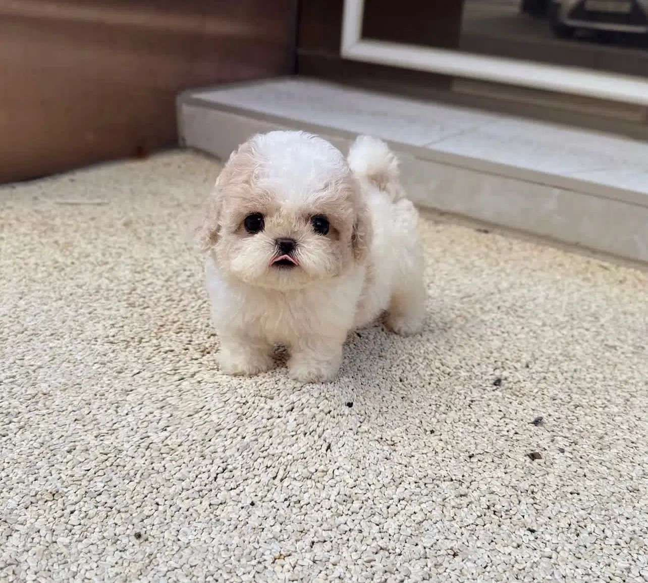 Poodle پودل قهوه‌ای|سگ|تهران, منیریه|دیوار