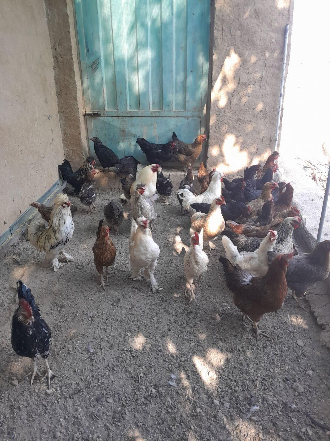 مرغ تخمگذار خوب سالم سر حال|حیوانات مزرعه|نجف‌آباد, نجف‌آباد|دیوار