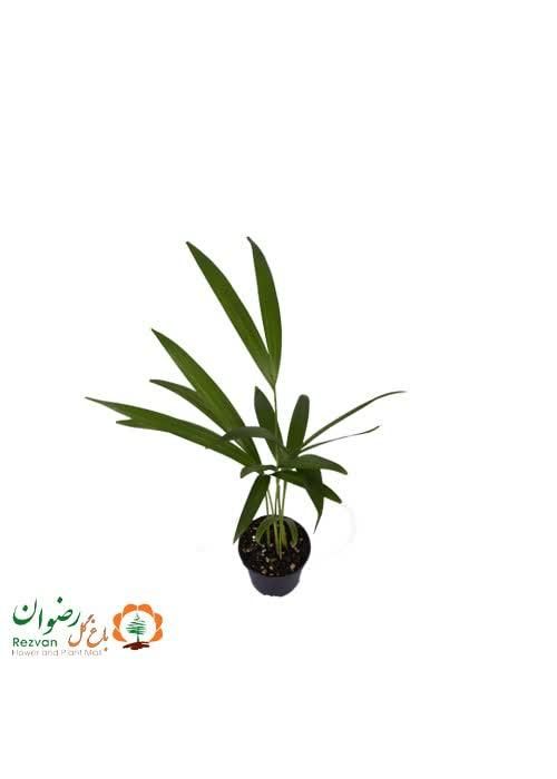 گیاه اریکا نشا گلدان ۱۰|گل و گیاه طبیعی|تهران, عباس‌آباد|دیوار