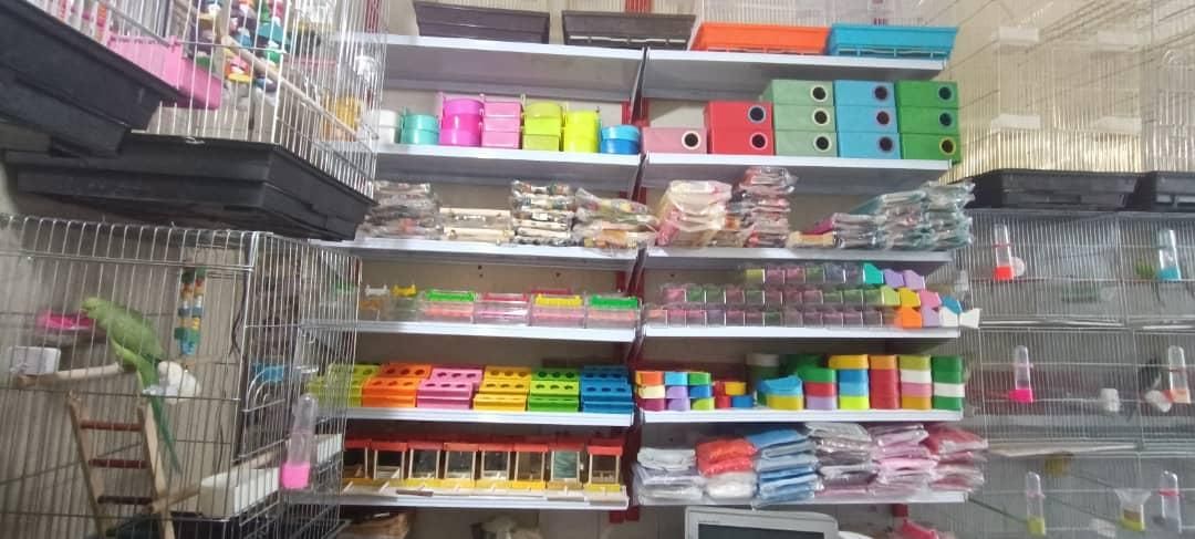 پت شاپ آراز|پرنده|مشگین شهر, |دیوار