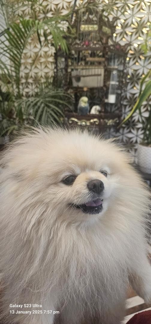 پامرانین خرسی سفید نر وارداتی کش ش|سگ|کرج, گلشهر|دیوار