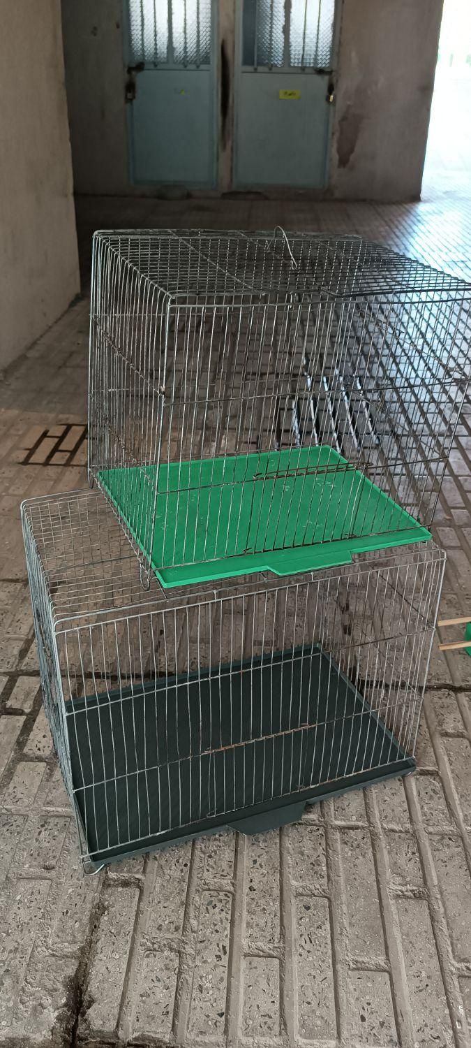 قفس قناری|لوازم جانبی حیوانات|هشتگرد, فاز ۱ مهستان|دیوار