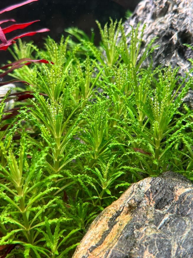 گیاه اکواریوم پوگوستمون هلفری pogostemon helferi|ماهی|تهران, جردن|دیوار