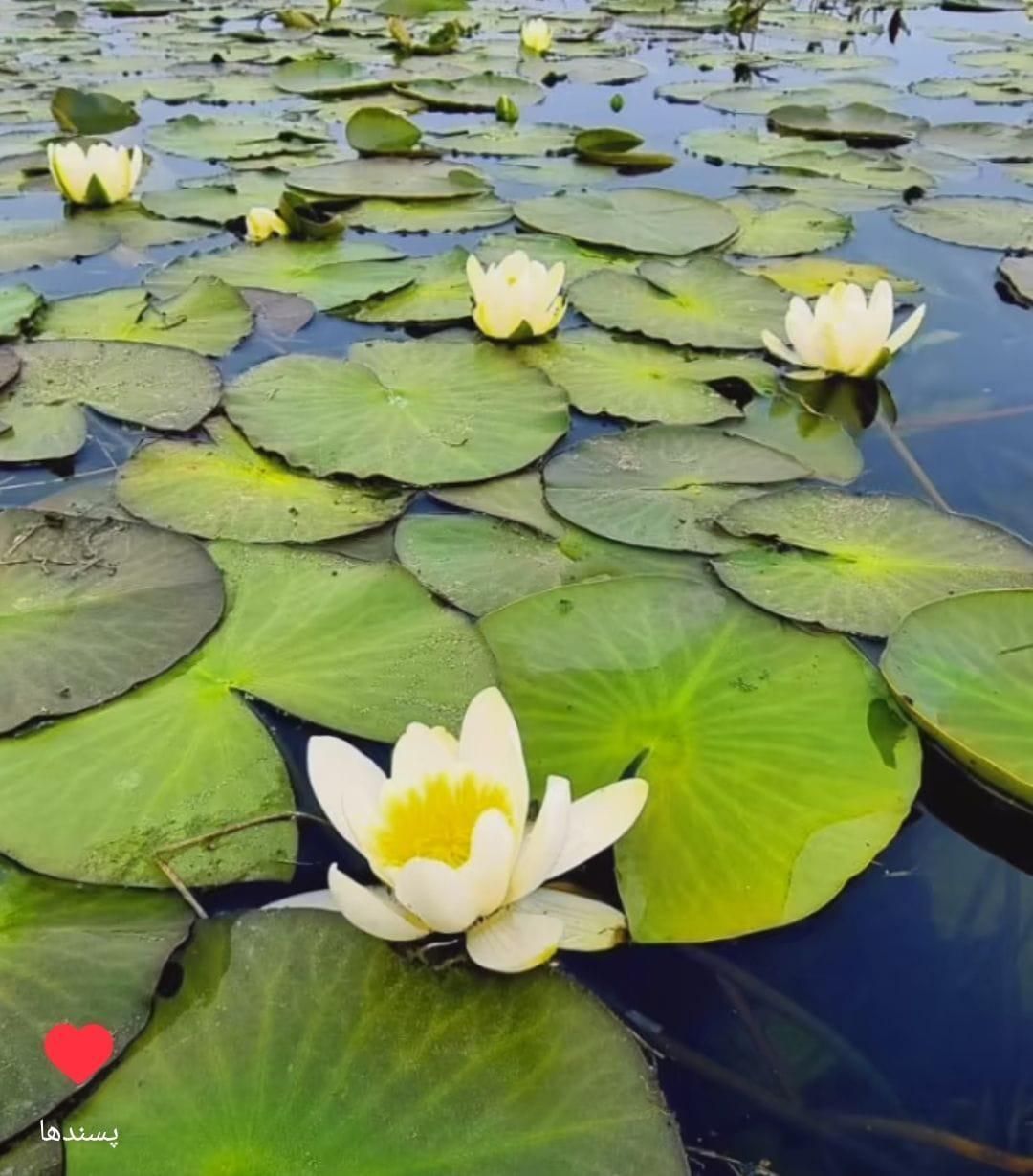 جزیزه خانه ای در آب|فروش خانه و ویلا|تهران, هفت چنار|دیوار