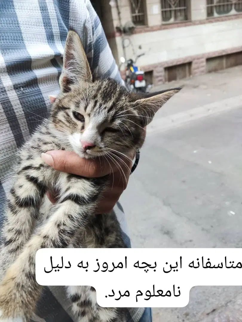 واگذاری گربه DSH حمایتی فوری،سرپرست میخوان|گربه|کرج, فاز ۳ مهرشهر|دیوار