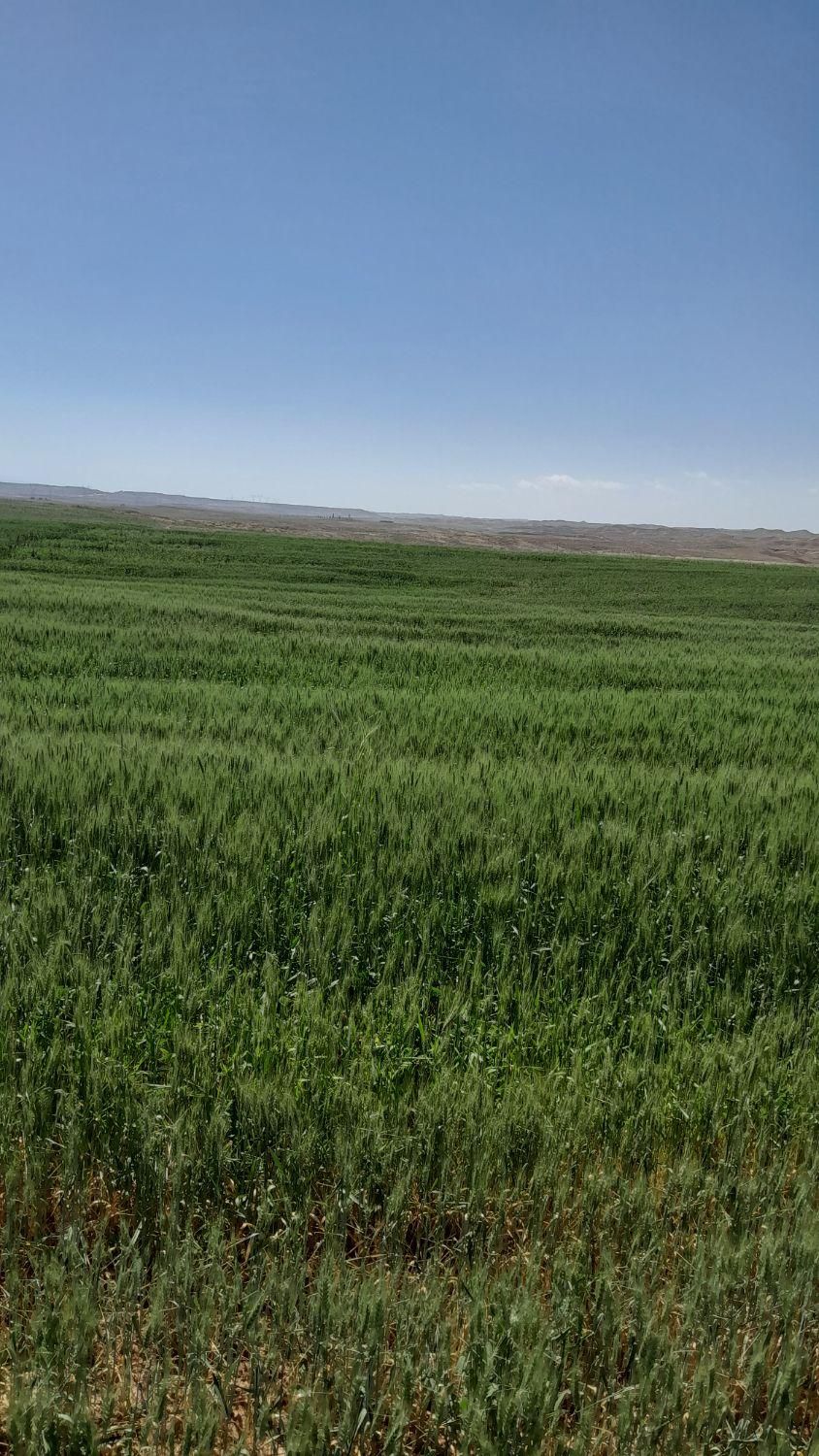 فروش زمین کشاورزی|فروش دفتر صنعتی، کشاورزی، تجاری|تهران, گمرک|دیوار