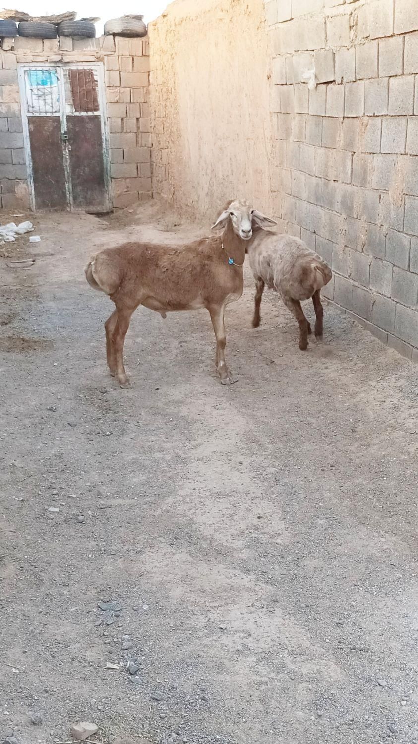 بره قوچی چینی اصیل|حیوانات مزرعه|تربت جام, تیپ ۳۸ زرهی تربت جام|دیوار