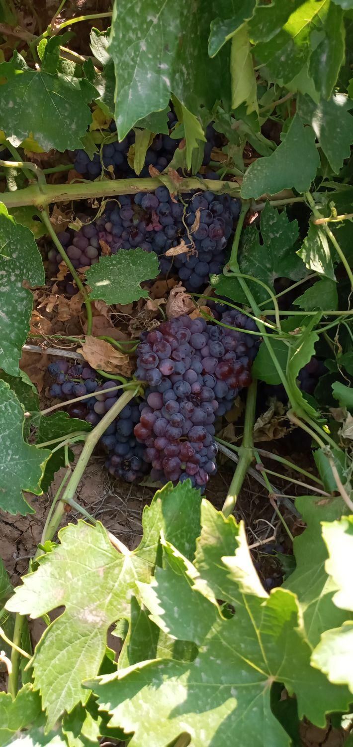 باغ و باغچه انگور ۱۰۰۰متری و... در تاکستان|فروش زمین و ملک کلنگی|تهران, آشتیانی|دیوار