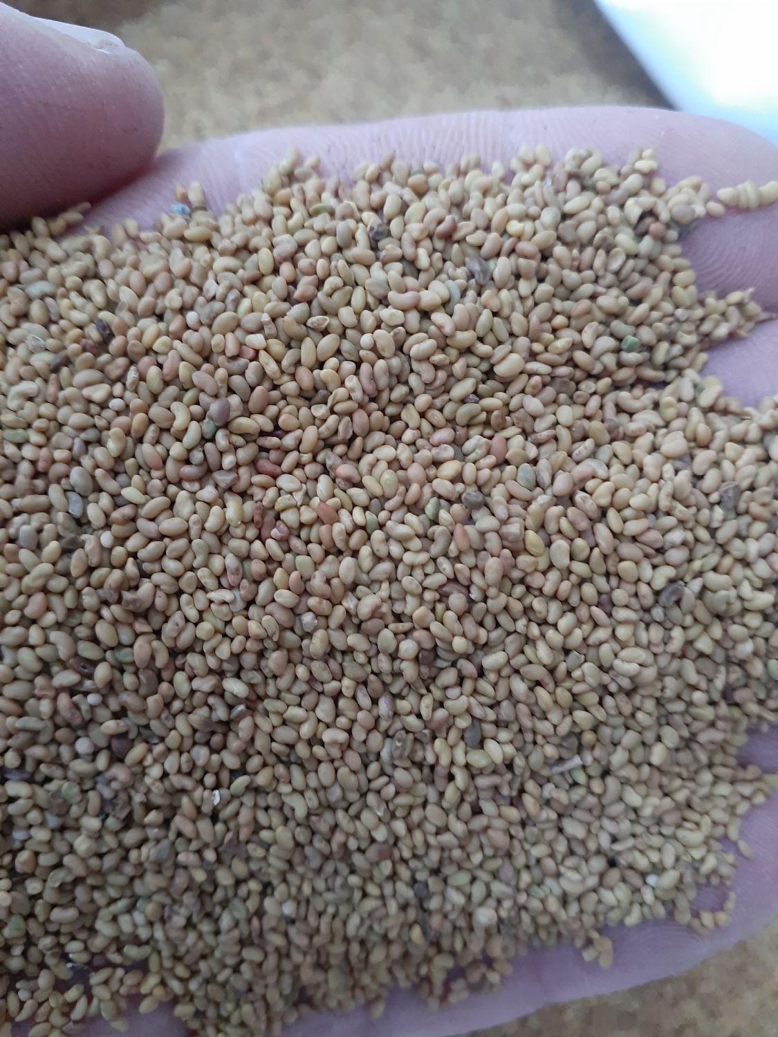 بذر یونجه رنجر اصل پابلند درجه یک|خدمات باغبانی و درختکاری|شهرکرد, |دیوار