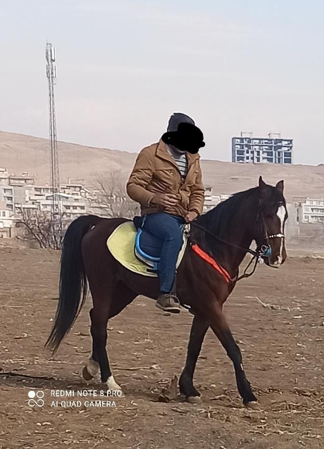 نریان دره شور، و مادیان کرد|اسب و تجهیزات اسبسواری|مرند, |دیوار