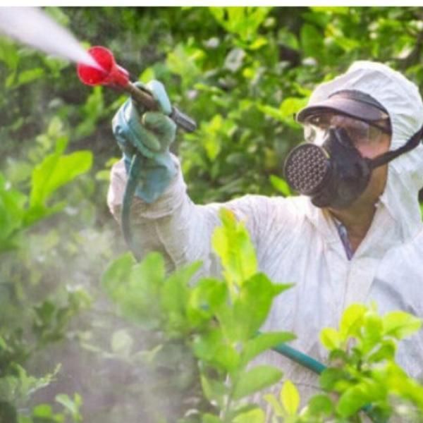 هرسکاریدرختانوسمپاشی|خدمات باغبانی و درختکاری|اردبیل, |دیوار