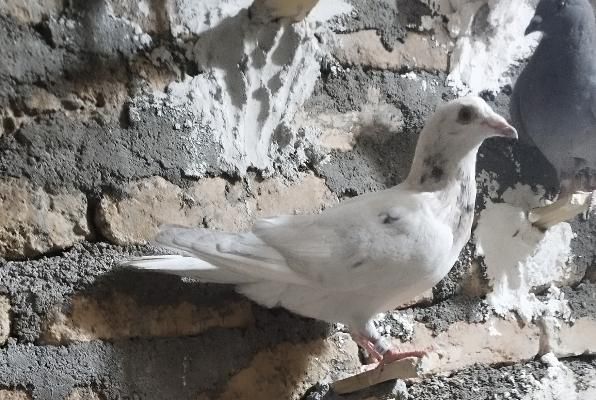 کفتر یا کبوتر|پرنده|گناباد, |دیوار