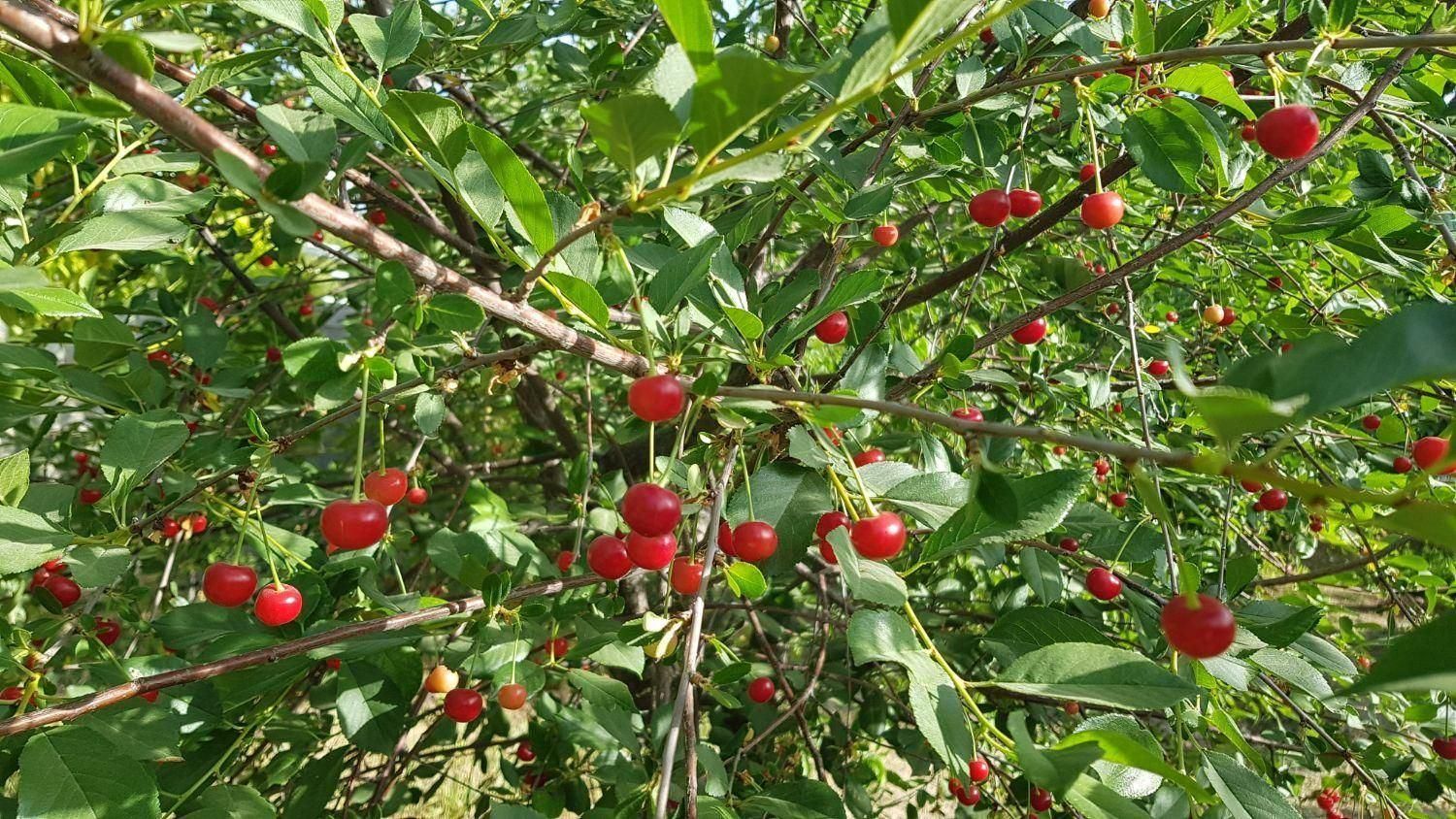 باغ سرسبز در مجموعه باغ تاج محل زیر قیمت کارشناسی|فروش خانه و ویلا|شیراز, ملاصدرا|دیوار