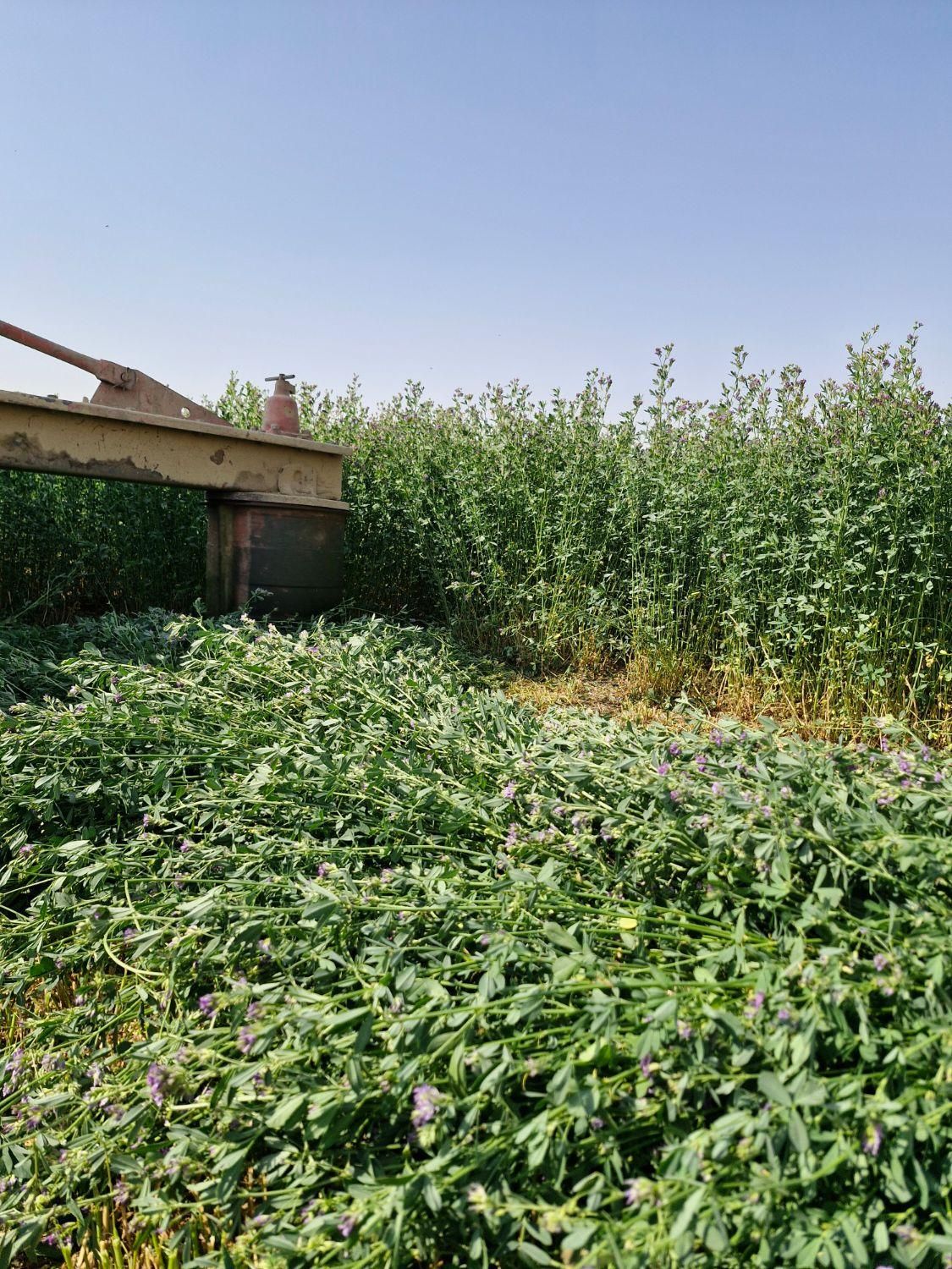 بذر یونجه رنجر تناژ بالا|خدمات باغبانی و درختکاری|شیراز, تاچارا|دیوار