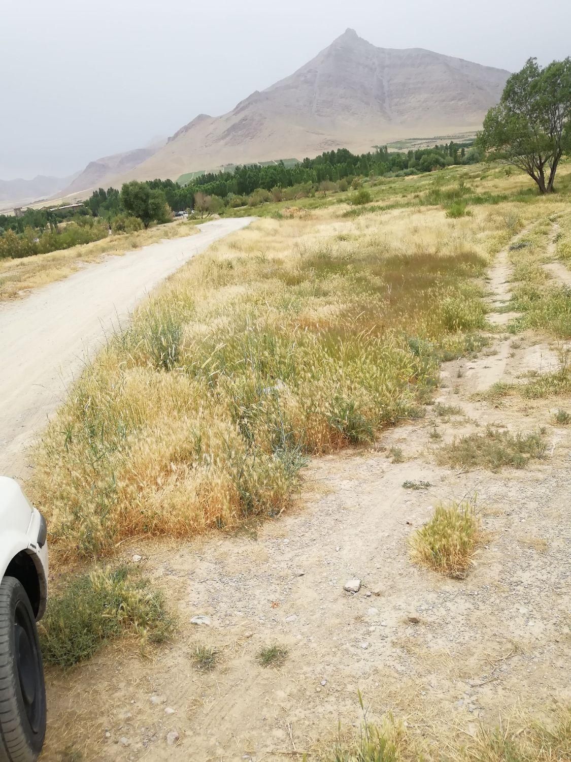 زمین باغی|فروش زمین و ملک کلنگی|زالیان, |دیوار