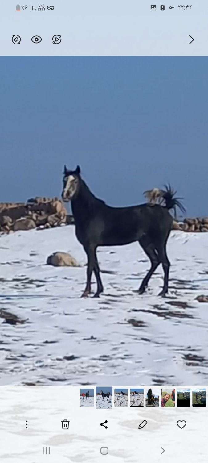 اسب جوان|اسب و تجهیزات اسب‌سواری|اردبیل, |دیوار