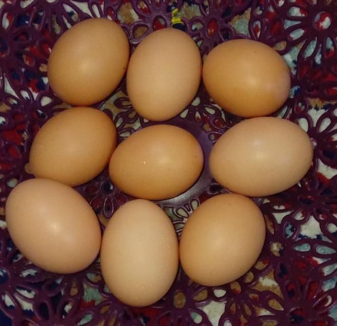 تخم مرغ محلی تازه|خوردنی و آشامیدنی|مسجد سلیمان, |دیوار