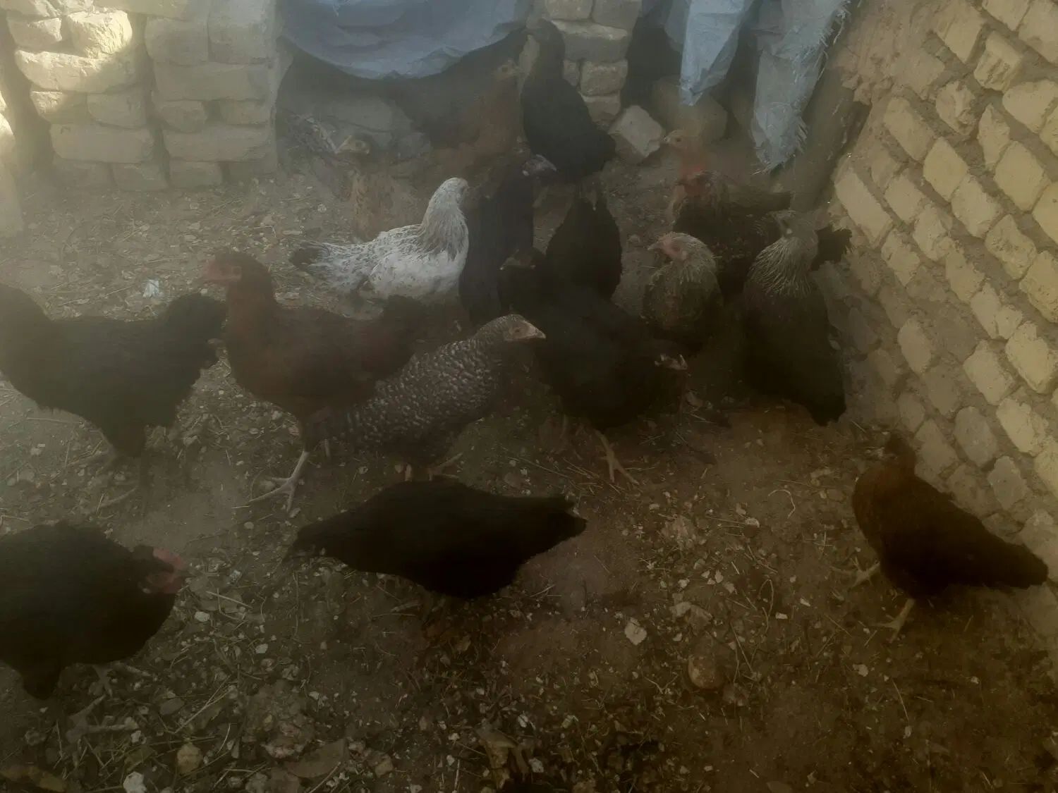 مرغ و خروس|پرنده|اصفهان, بهرام‌آباد|دیوار