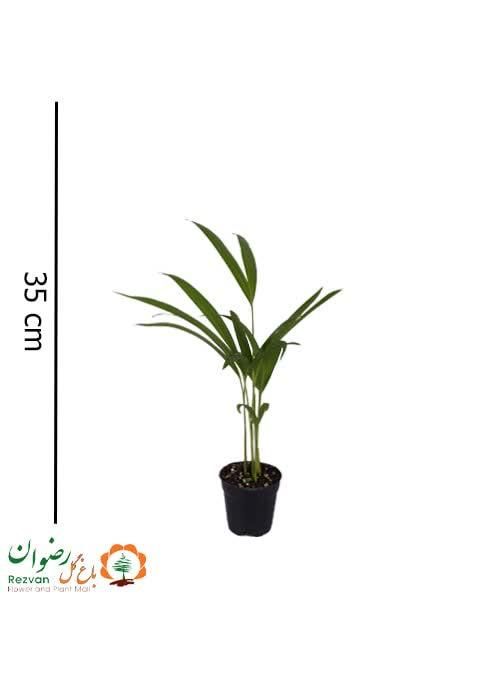 گیاه اریکا نشا گلدان ۱۰|گل و گیاه طبیعی|تهران, عباس‌آباد|دیوار