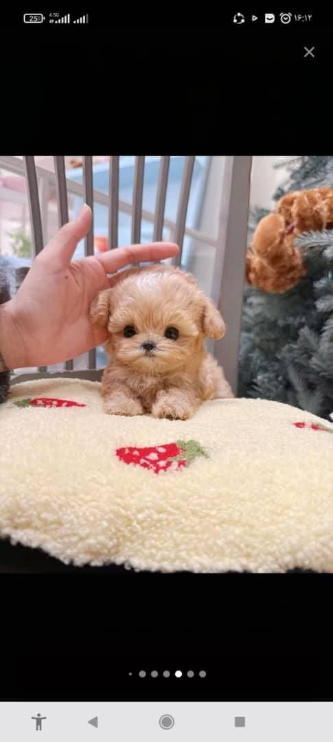 توله سگ اپارتمانی پودل ،مالتیز|سگ|تهران, جنت‌آباد جنوبی|دیوار