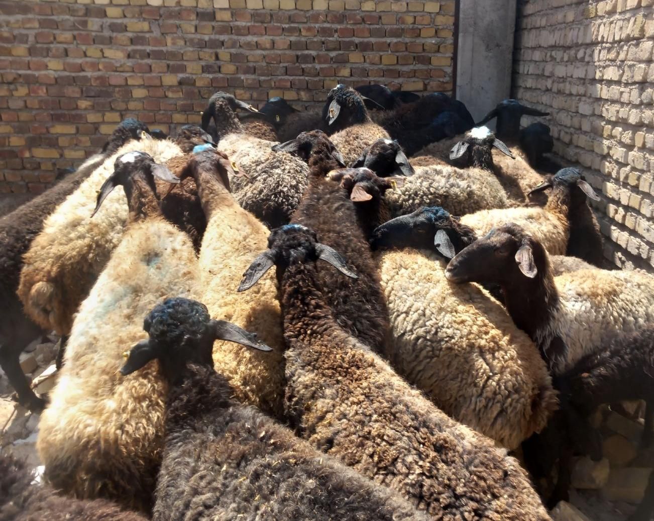 گوسفندزنده|حیوانات مزرعه|قزوین, |دیوار