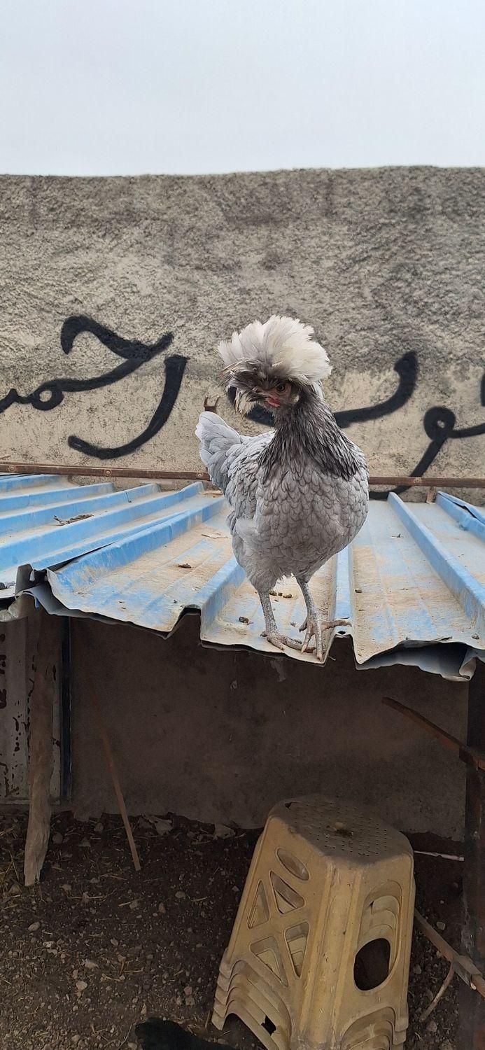 فروش مرغ و خروس سلطان تخم نطفه دار|حیوانات مزرعه|پاکدشت, حصار امیر|دیوار