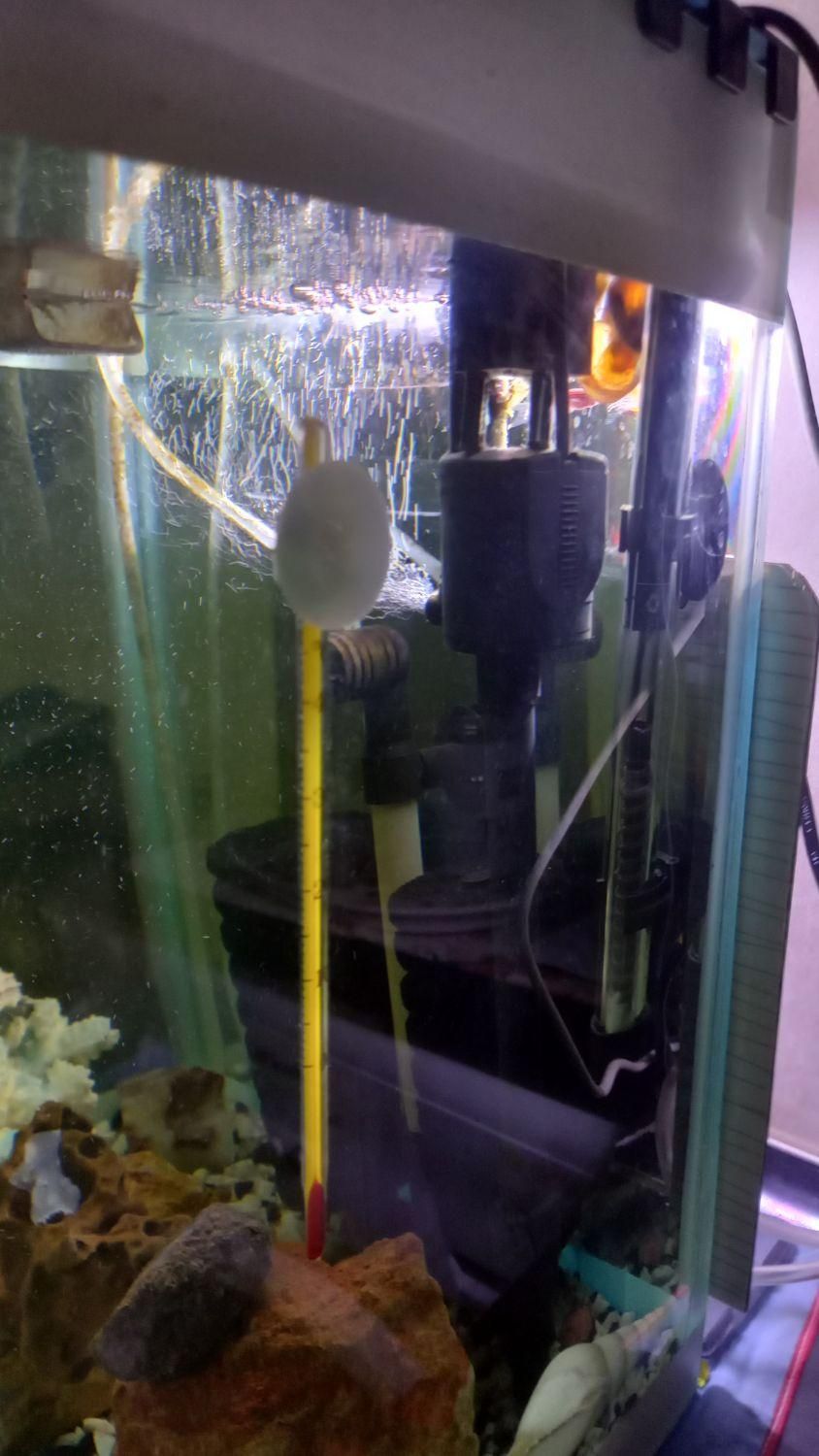 اِکواریوم باتمامیلوازم لوکسوماهی|ماهی|تبریز, |دیوار