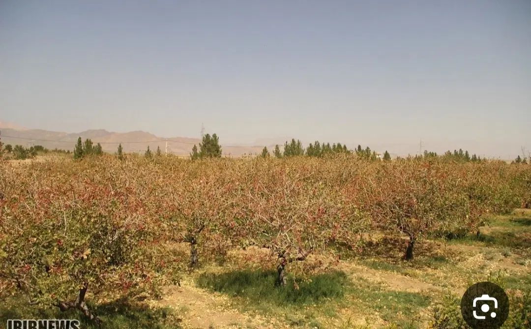 کارگر پسته چین هستیم درخدمت شما با ماشین|خدمات باغبانی و درختکاری|سیرجان, |دیوار