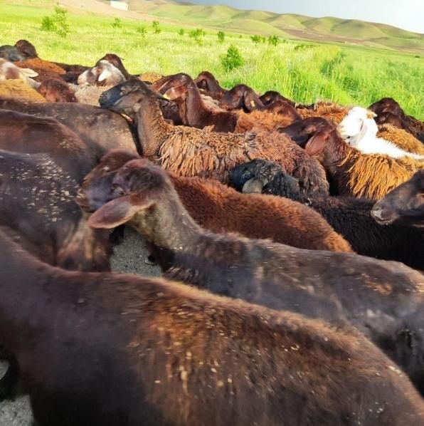 شیشک چاقالو|حیوانات مزرعه|قزوین, |دیوار