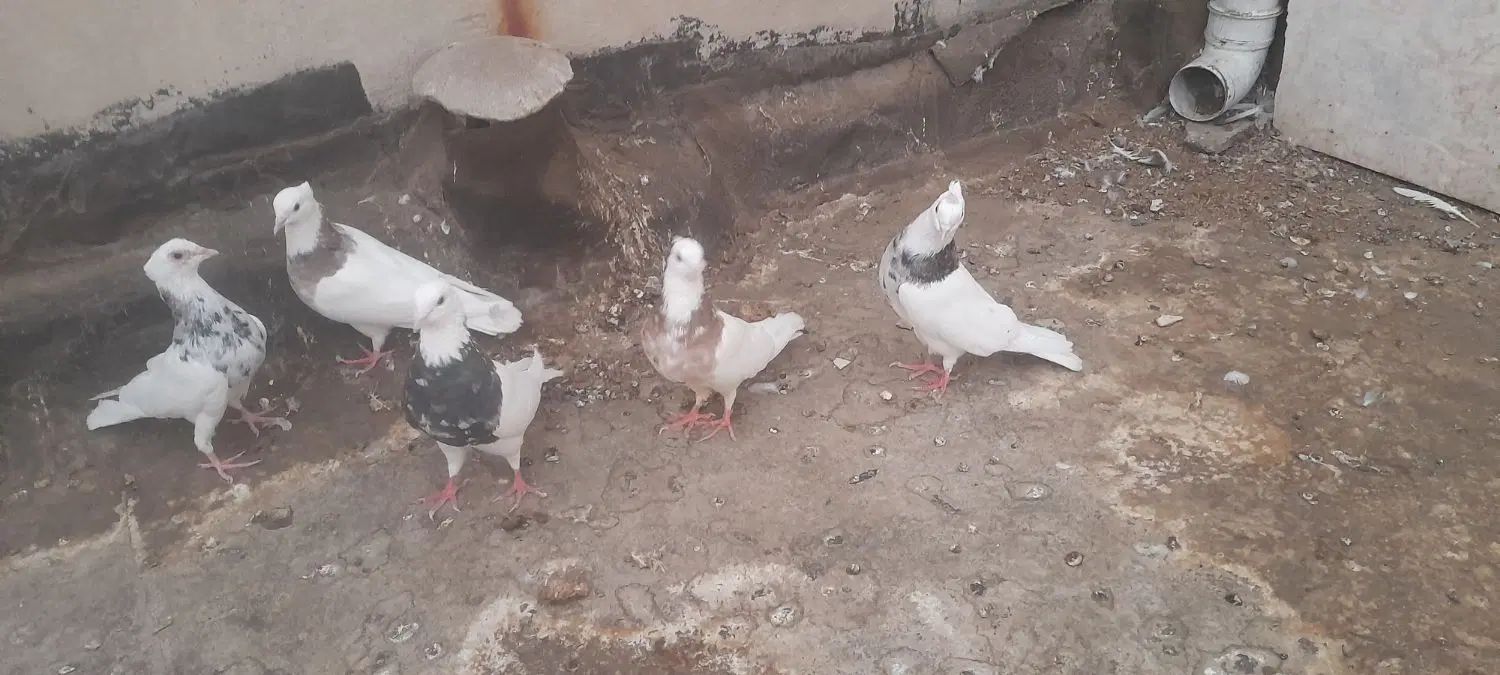 کفتر طوقی هفت رنگ و المانی اصیل|پرنده|مشهد, آبکوه|دیوار