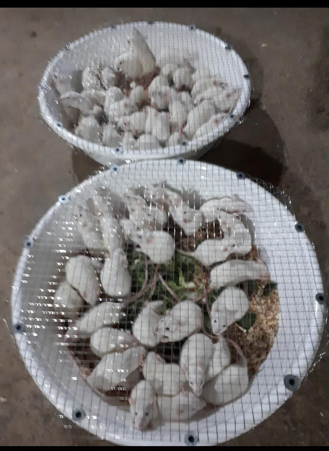 تامین موش های آزمایشگاهی رت و مایس|موش و خرگوش|تبریز, |دیوار