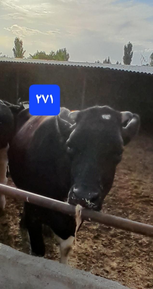 انواع گاو گوشتی شیری گوساله تلیسه|حیوانات مزرعه|کرج, عظیمیه|دیوار