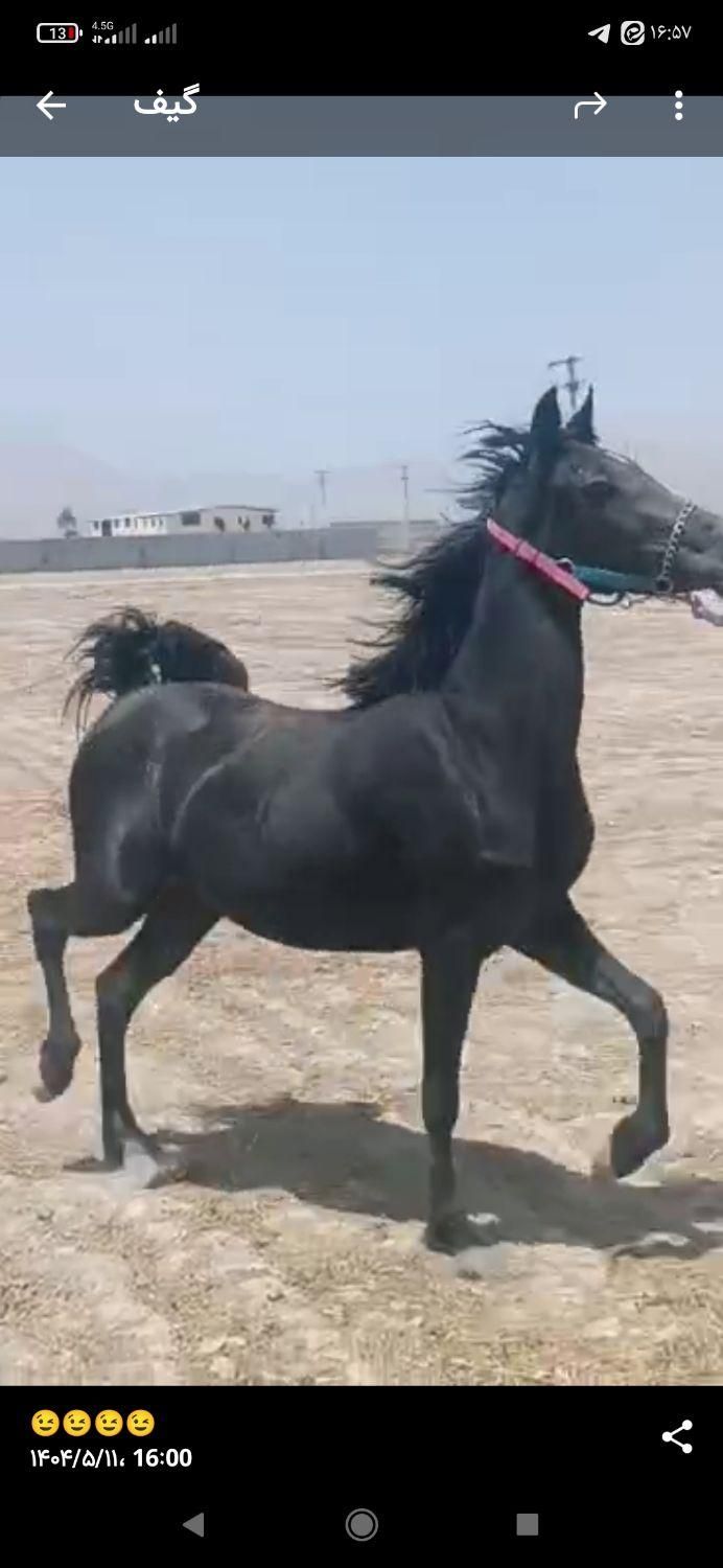 کره ماده درجه یک و روزگاری از کهندژ|اسب و تجهیزات اسب‌سواری|فلاورجان, |دیوار