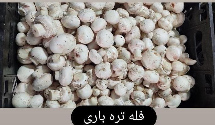 قارچ (از تولید به مصرف)|عمدهفروشی|فردیس, منظریه|دیوار