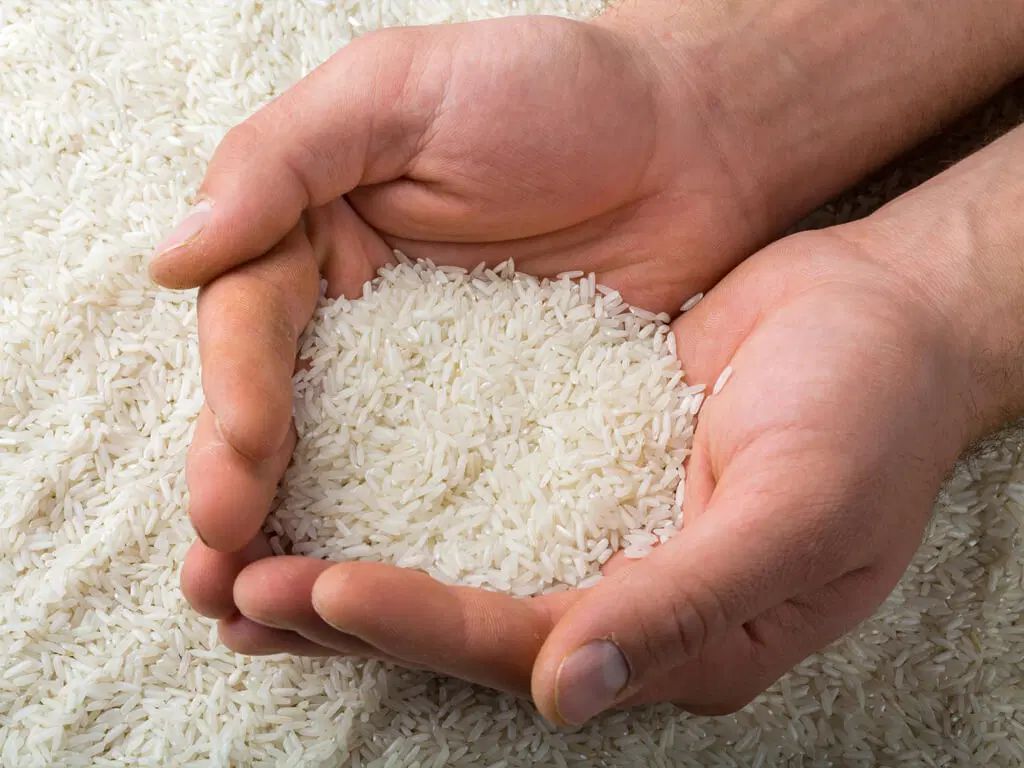 برنج دشت سبز|خوردنی و آشامیدنی|مشهد, زیبا شهر|دیوار